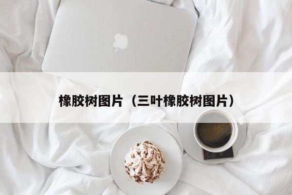 橡胶树图片（三叶橡胶树图片）