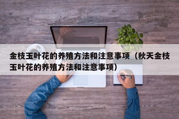 金枝玉叶花的养殖方法和注意事项（秋天金枝玉叶花的养殖方法和注意事项）