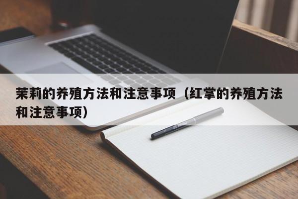 茉莉的养殖方法和注意事项（红掌的养殖方法和注意事项）