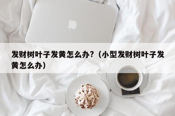 发财树叶子发黄怎么办?（小型发财树叶子发黄怎么办）