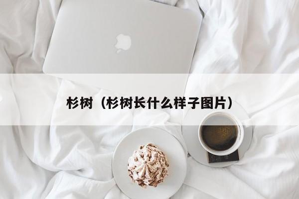 杉树（杉树长什么样子图片）