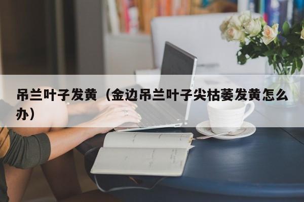 吊兰叶子发黄（金边吊兰叶子尖枯萎发黄怎么办）