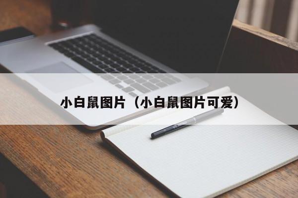 小白鼠图片（小白鼠图片可爱）